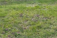 Pulsatilla vulgaris