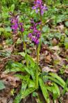 Orchis mascula