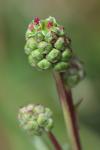 Poterium sanguisorba