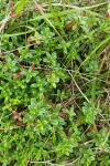 Thymus praecox