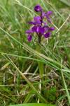 Anacamptis morio