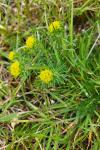 Euphorbia cyparissias