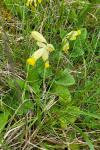 Primula veris