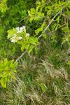 Prunus mahaleb