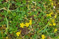 Potentilla verna