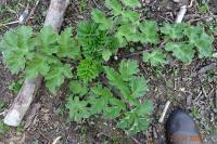 Heracleum sphondylium