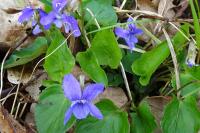 Viola odorata