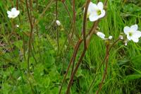 Saxifraga granulata