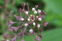 Capsella rubella