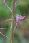 Capsella rubella
