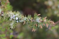 Juniperus communis