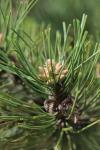 Pinus sylvestris