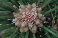 Pinus sylvestris