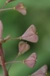 Capsella rubella