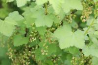 Ribes rubrum