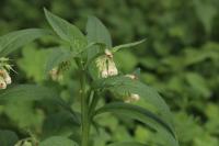 Symphytum officinale