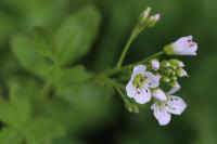 Cardamine amara