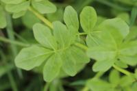 Cardamine amara
