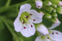 Cardamine amara