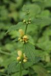 Lamium galeobdolon