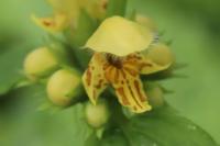 Lamium galeobdolon