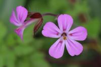 Geranium robertianum