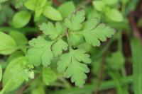 Geranium robertianum