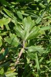 Ranunculus bulbosus