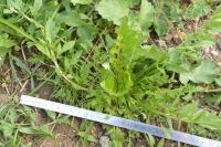 Papaver dubium