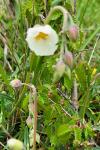 Helianthemum apenninum