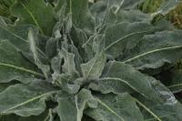 Verbascum pulverulentum