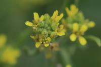 Sisymbrium officinale