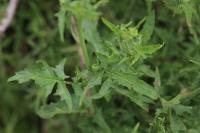 Sisymbrium officinale