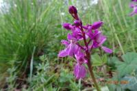 Orchis mascula