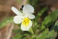 Viola arvensis