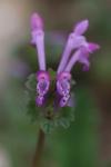 Lamium amplexicaule