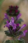 Lamium amplexicaule