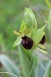 Ophrys aranifera