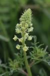 Reseda lutea