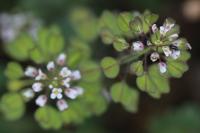 Microthlaspi perfoliatum