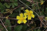 Potentilla verna
