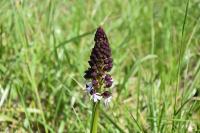 Orchis purpurea