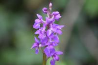 Orchis mascula