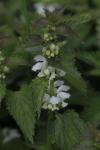 Lamium album