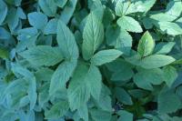 Aegopodium podagraria