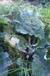 Arctium