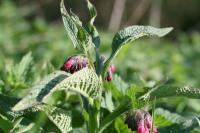 Symphytum officinale
