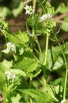 Alliaria petiolata