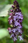 Orchis purpurea