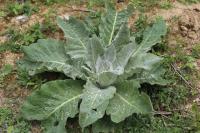 Verbascum pulverulentum